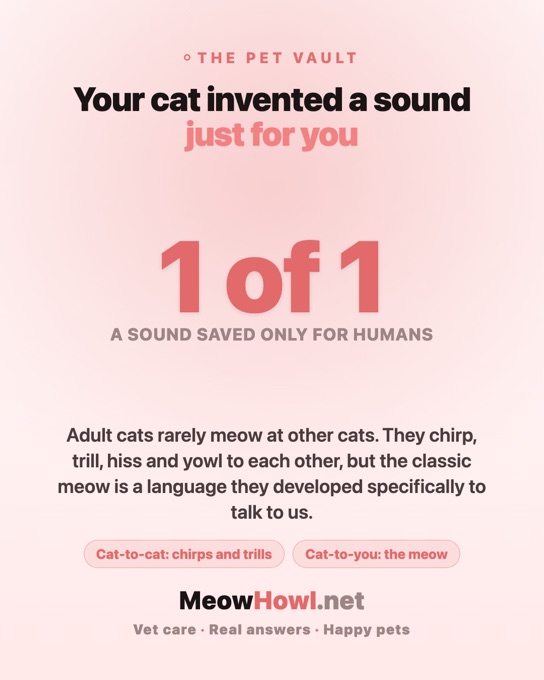 A Meow Howl pet-care content card